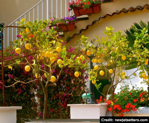 Positano, Amalfi Coast: Plethora of lemons
