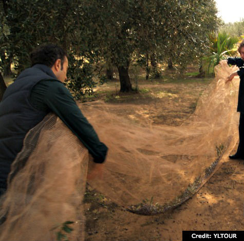Olive Harvest in Puglia