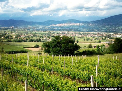 View of Assisi from the vineyards in Valle Umbra