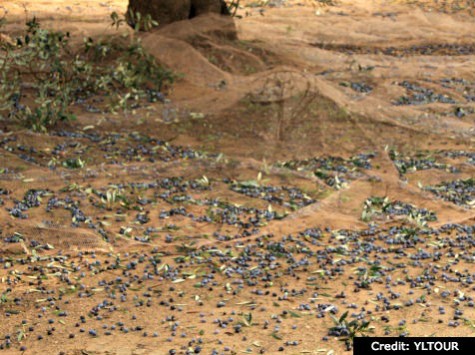 Olives and Nets - Olive Harvest in Puglia