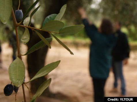 Olive Harvest in Puglia