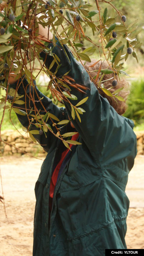 Olive Harvest in Puglia