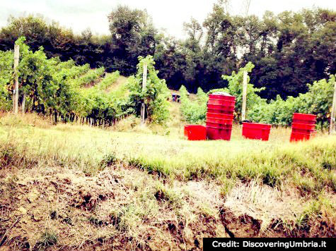 Grape harvest in Umbria