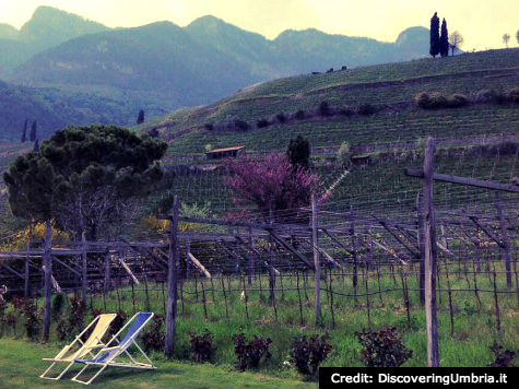 dolomitesandvines_web Dolomites Vineyard