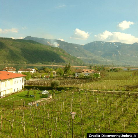 Vineyards at Caldaro Lake, Alto Adige