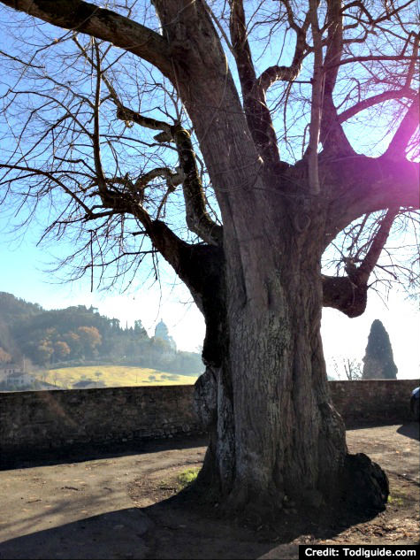 Linden tree in Todi