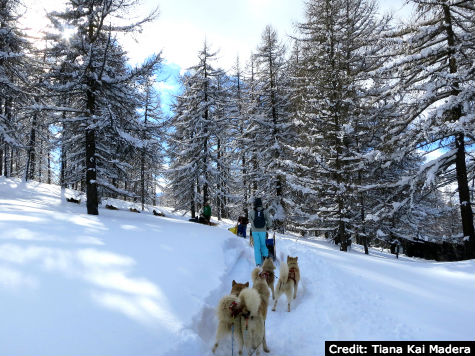 Dogsledding in Sestriere