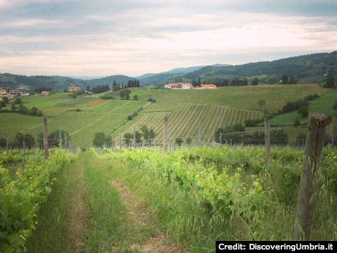 Rolling hills in Montefalco, Umbria web_rolling_hills_montefalco_umbria