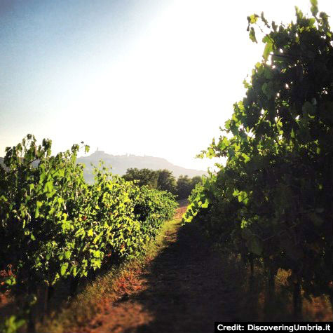 Todi skyline, Umbria web_todi_skyline_vigne