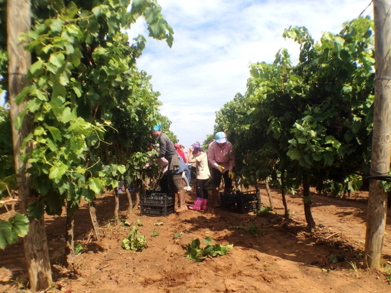 Vendemmia delle Donne, Puglia | BrowsingItaly.com