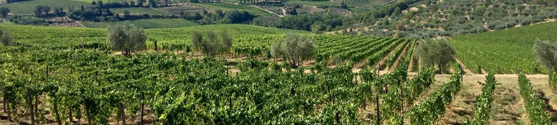 View on the way to Chianti Cashmere Goat Farm | BrowsingItaly.com