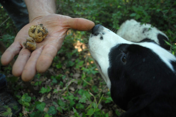 Truffle Hunting in Agnone, Molise